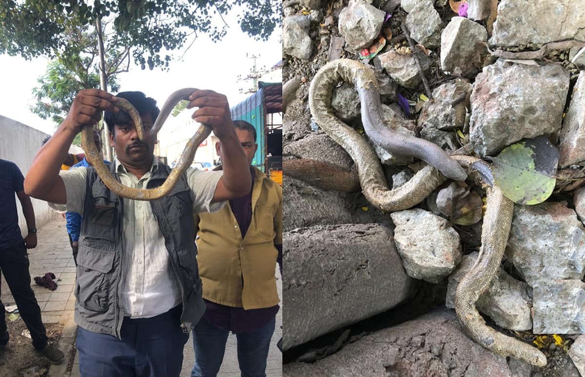 Rare two headed snake spotted near Bengaluru Majestic Railway Station gvd