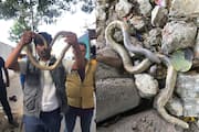 Bengaluru: Rare two-headed snake found near Majestic railway station, rescued vkp