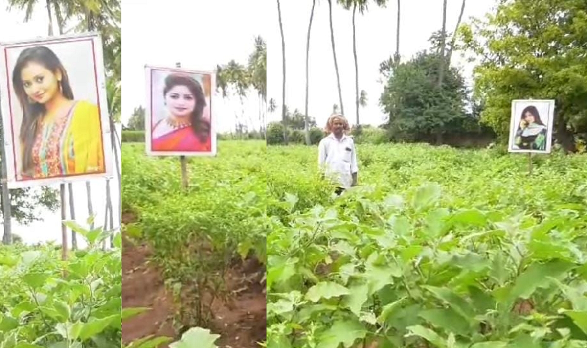 Sandalwood heroines tending the farmers crop in Bagalkote gvd