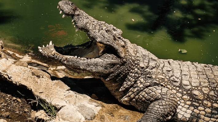 large crocodile seen carrying women body vadodara 