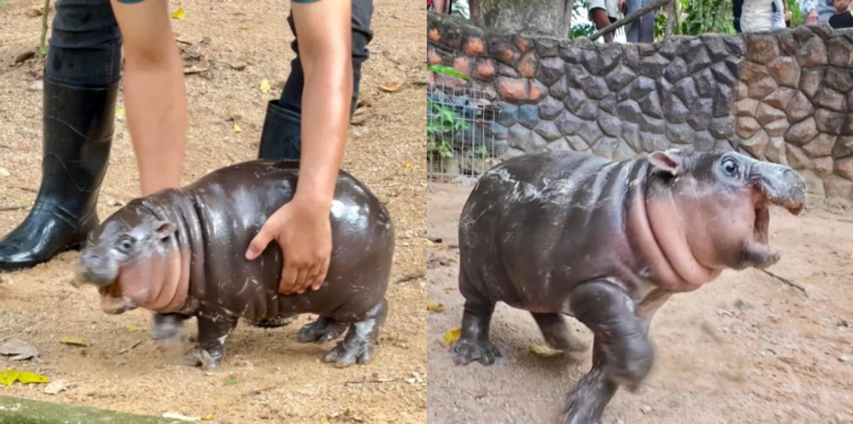 zoos director has urged people to behave while visiting Moo Deng the viral baby pygmy hippopotamus