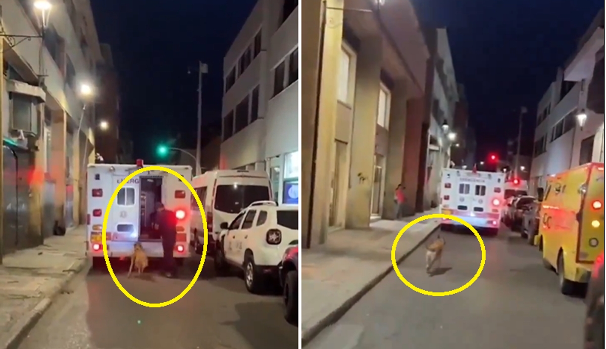 Dog runs behind ambulance while carrying ailing owner medical officer move melt your heart ckm