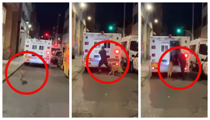 video of a driver allow a dog into an ambulance who following his owner to the hospital has gone viral 