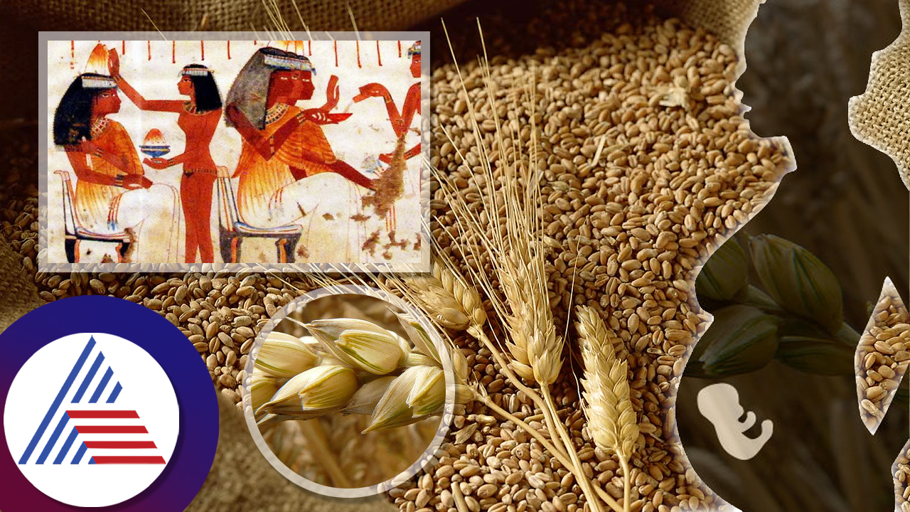 Wheat and barley were used by women in ancient Egypt for pregnancy tests roo