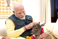 PM Modi welcomes new born calf to Lok Kalyan Marg residence (WATCH)