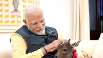 PM Modi welcomes new born calf to Lok Kalyan Marg residence (WATCH)