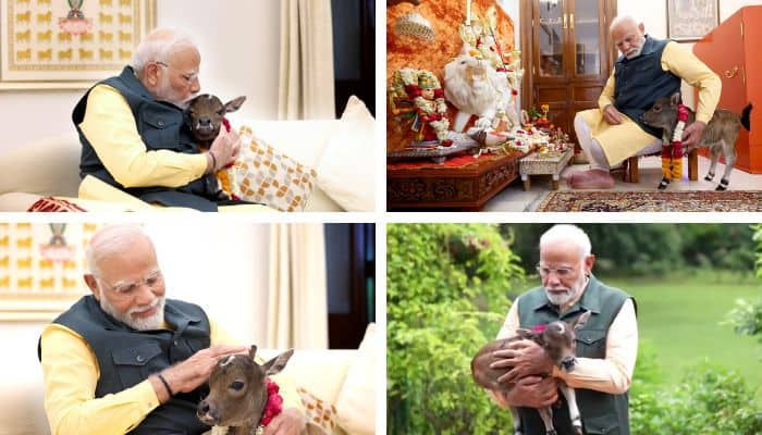 PM Narendra Modi s residence new guest deepjyoti calf mrq