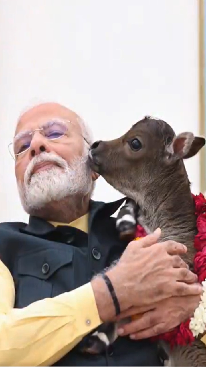 जानें किस नस्ल की गाय पालते हैं PM Modi, क्यों है दुनिया की सबसे खास ...