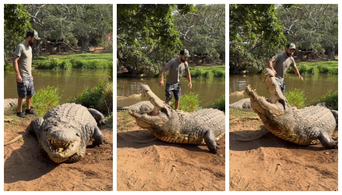 Social media is shocked to see a video of a man wrestling with a 124 year old crocodile 