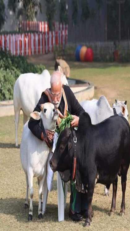 <p>पुंगनूर गायें आंध्र प्रदेश के चित्तूर जिले के पुंगनूर क्षेत्र की मूल निवासी हैं और अपनी छोटी कद-काठी और हाई क्वालिटी वाले दूध के लिए जानी जाती हैं।</p>
