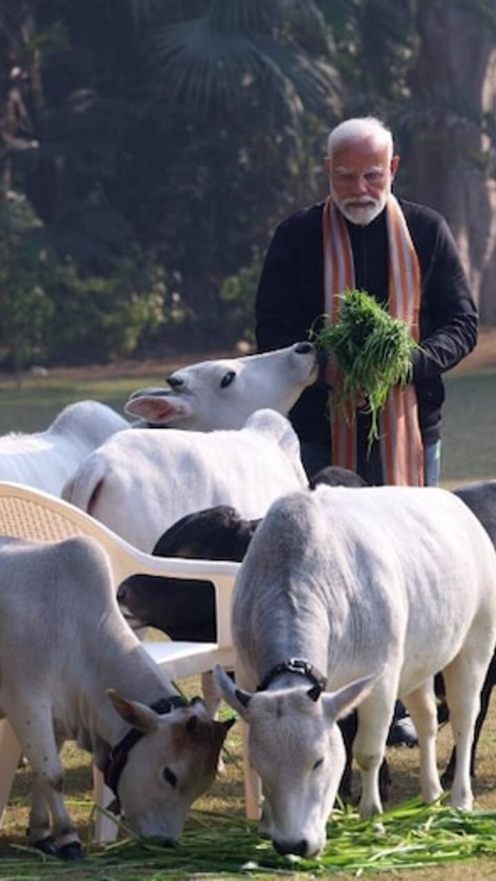 pm-modi-punganur-cow-price-and-unique-features