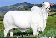 worlds-most-expensive-cow-viatina-19-price-68-fortuners