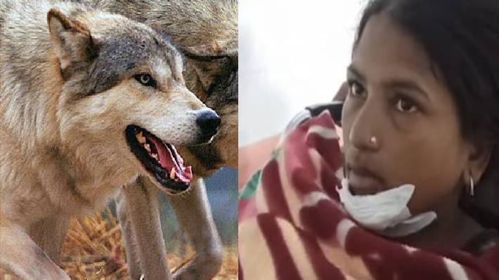 wolf attack in bahraich