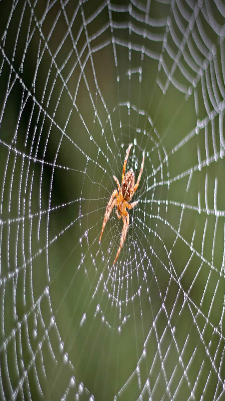 Struggling to keep spiders away? Tips, tricks to keep them away RKK