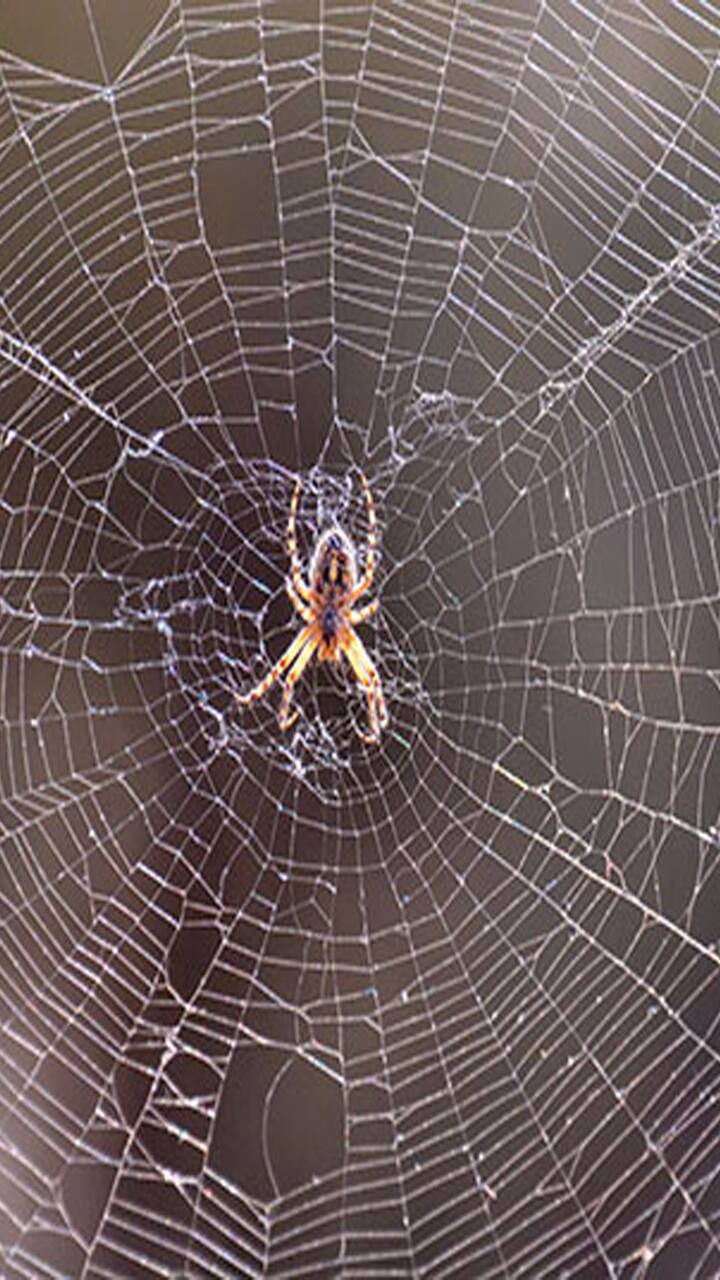 Here are some ways to prevent spiders from entering your home KAK