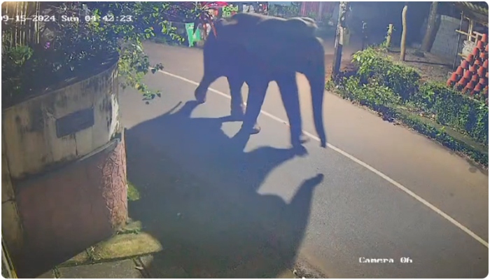 wild elephant spotted in perambra kozhikode