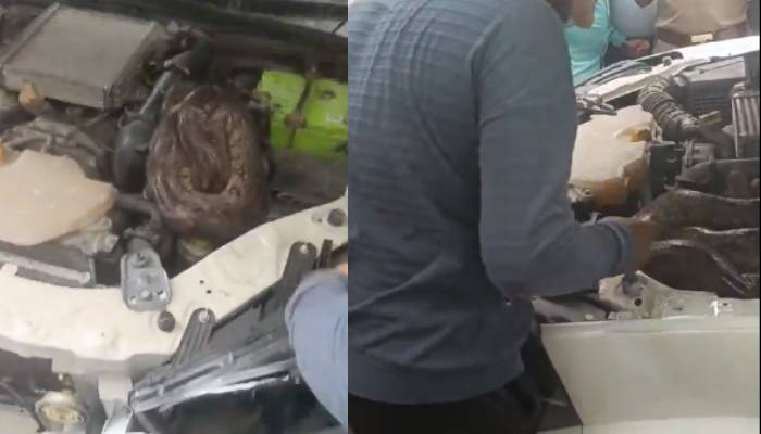 seven foot long python in car bonnet shocking video went viral 