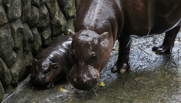 Moo Deng's viral fame leads to harassment: Zoo calls for respect for baby hippo AJR