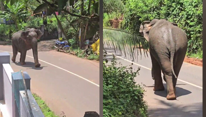 wild elephant spotted in kozhikode perambra latest news warning issued by forest department