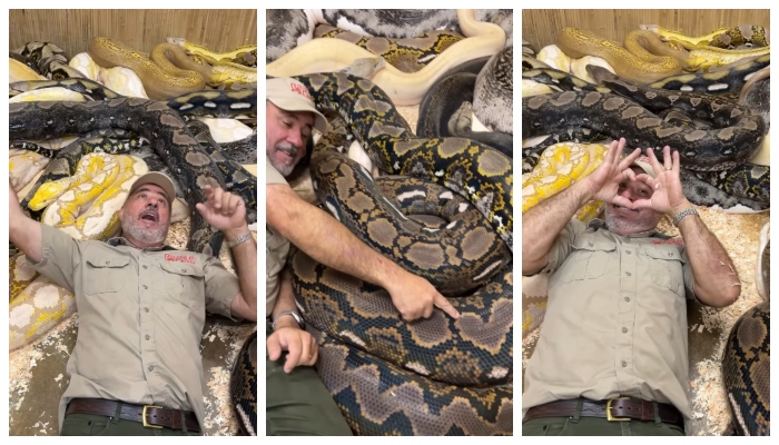 Man Celebrates his Birthday with Pythons video viral in social media 