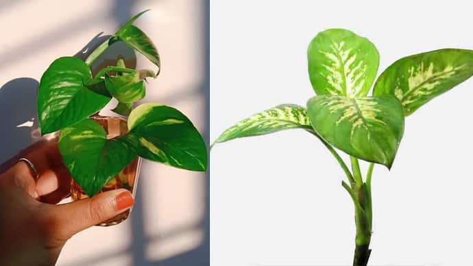 Money Plant Care Tips and Tricks