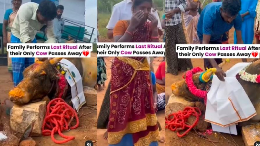 viral video Family Performs Last Ritual to their only Cow akb