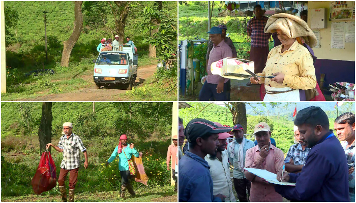 After the landslide disaster, workers found work at Harrison Malayalam Plantation