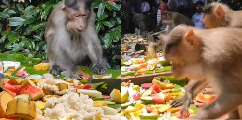 monkeys served feast in Kasaragod served rice  fruit and vegetables in banana leaf