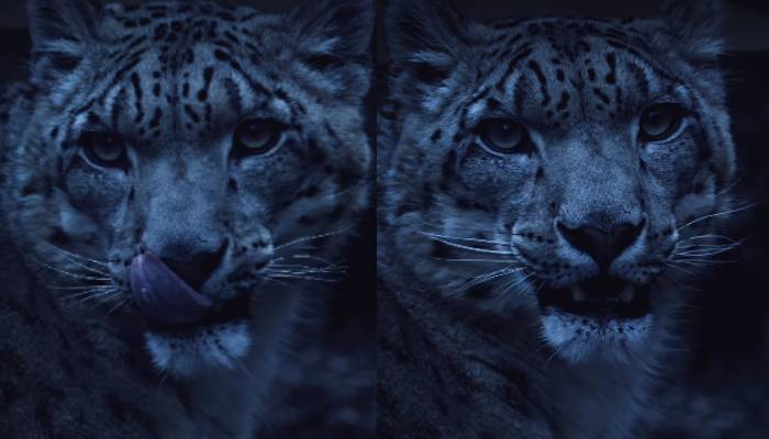 photographer Chris Henry captures stunning video of snow leopard