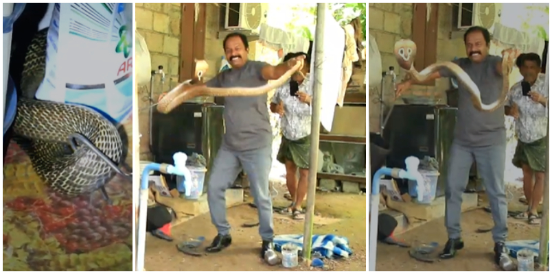 cobra hiding in the kitchen family miraculously escaped