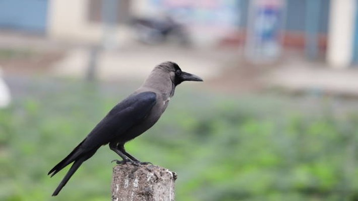 does crow gives indication of death through its behaviour bni