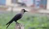 According to astrology, is the arrival of a crow in the house auspicious or inauspicious?