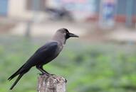 According to astrology, is the arrival of a crow in the house auspicious or inauspicious?