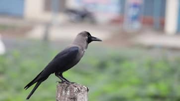 According to astrology, is the arrival of a crow in the house auspicious or inauspicious?