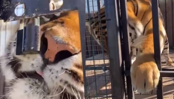 tiger break cage lock with its strong jaws watch shocking video 