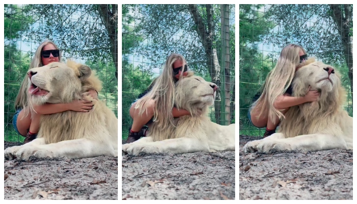 video of a young woman caressing a white lion like a kitten has gone viral in social media  