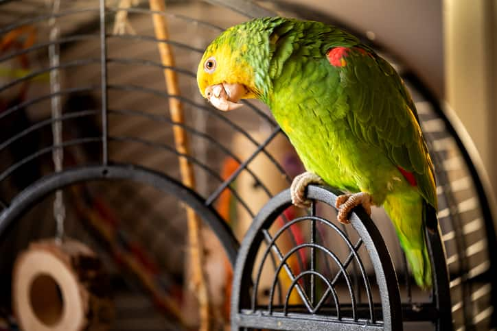 Ayodhya family's desperate search for missing pet parrot, announces Rs 10,000 cash reward shk