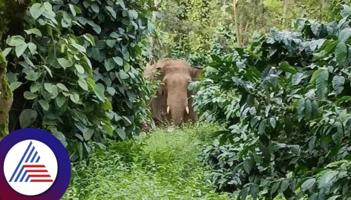 Chikkamagaluru Highlands People get Wild animals attack daily like elephant sat