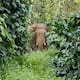 man found dead in palakkad suspecting elephant attack