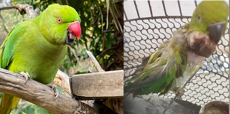 21 Year Old Parrot Undergoes Tumour Surgery In Madhya Pradesh Satna district