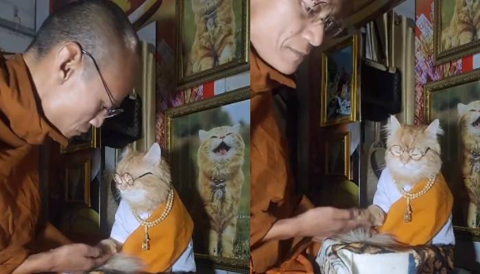 cat is in buddhist attire video went viral 