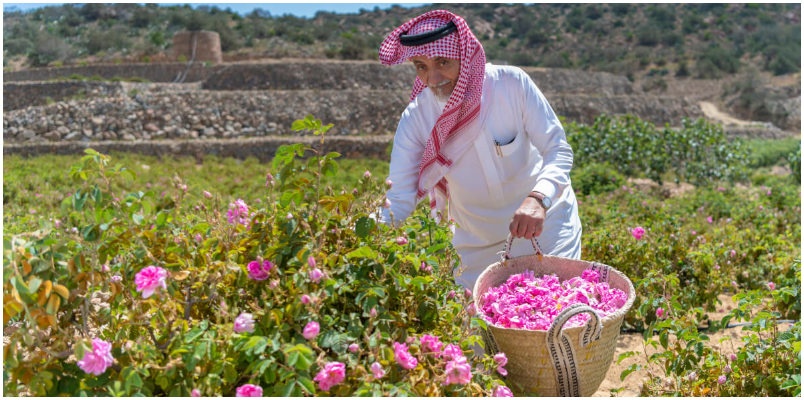 Saudi Arabia rose cultivation is now only for natives