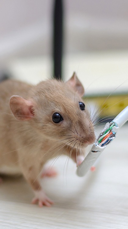 Are you troubled by mice?