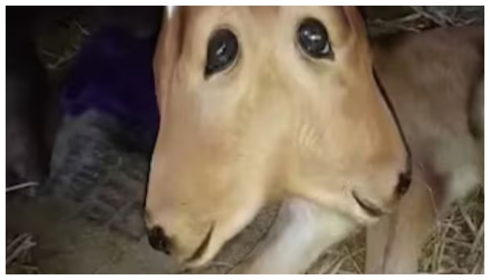 Mangaluru people throng to see a calf born with a double head  