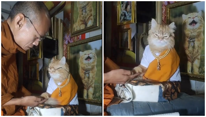 WATCH: Adorable cat dressed as monk mesmerizes viewers with 'Attentive Meditation' NTI