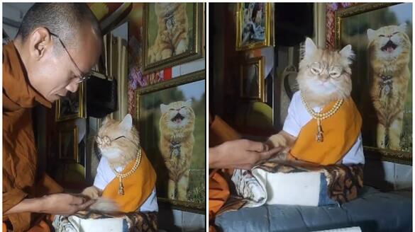 WATCH: Adorable cat dressed as monk mesmerizes viewers with 'Attentive Meditation' NTI