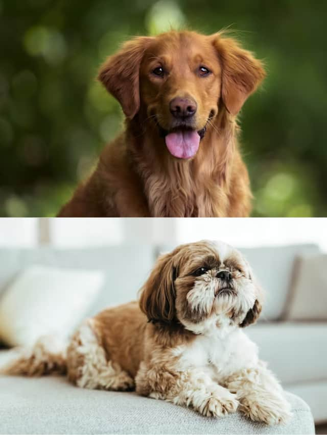 Golden Retriever to Shih Tzu: 7 cute dog breeds for a happy home gcw