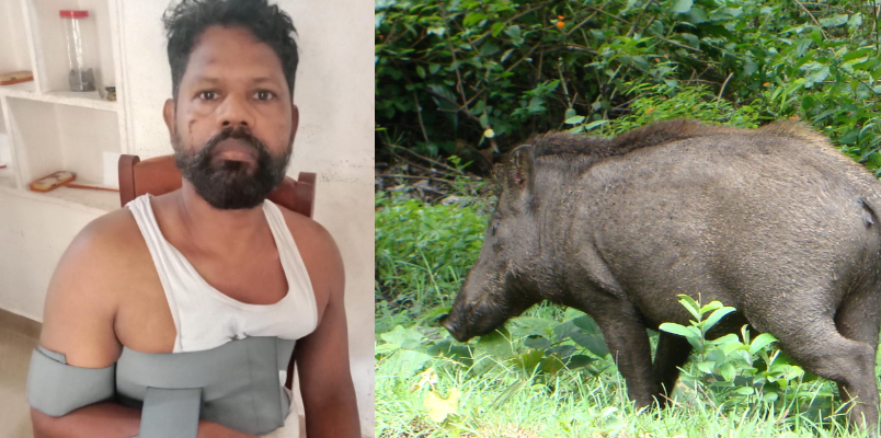 54 year old tea shop vendor injured in wild boar attack in kozhikode