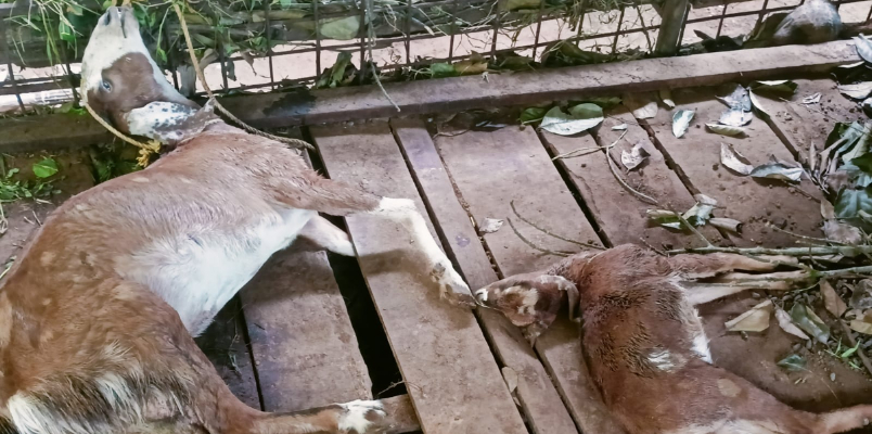 three goats killed in stray dog attack in kozhikode perambra