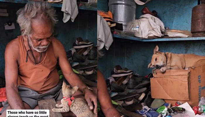 Cobbler in benagluru helps stray dogs and kitten people helping him 